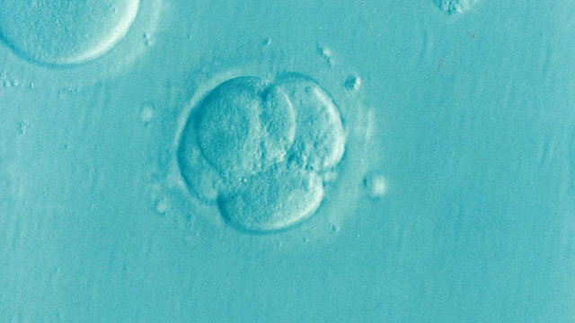 embryo-1514192_640.png